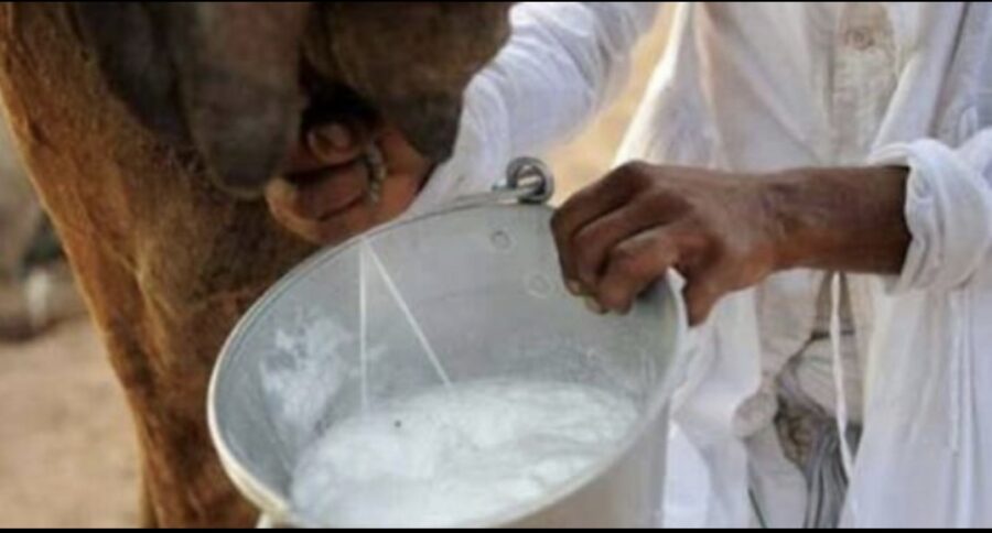 Savon au lait de chamelle – Image 2